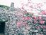 오키나와 3일차 (벚꽃축제~츄라우미 그리고 별사진들)